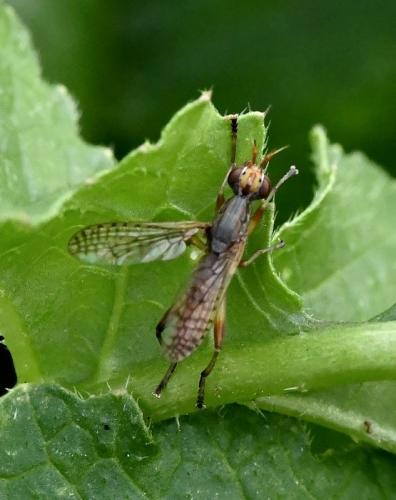 Dichetophora obliterata